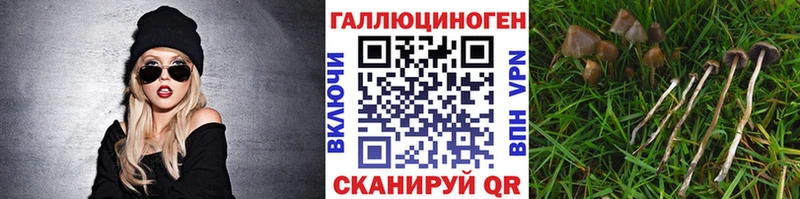 Купить где  Котельники  Псилоцибиновые грибы GOLDEN TEACHER 